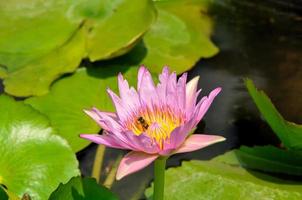 lotusbloem met groen blad en water foto