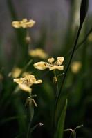 orchidee gele foto en achtergrond