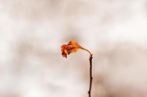 een tak met bruine herfstbladeren in het bos foto