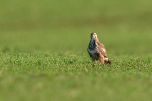 een buizerd zit in het voorjaar op een groen veld foto