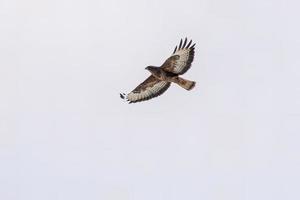 een buizerd vliegt door de lucht in de lucht foto