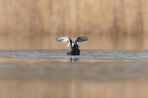 een meerkoet startende vlucht op een meer foto