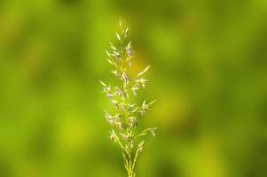 een groene bloesem van gras in de zomer foto