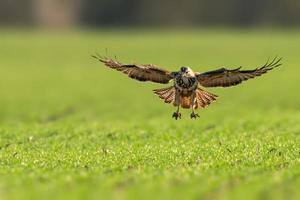 een buizerd vliegt over een groen veld foto