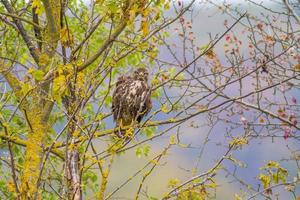 een buizerd zit op een tak van een boom foto