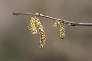 veel bruine hazelnootbloemen op een tak foto