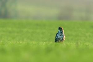 een buizerd zit in het voorjaar op een groen veld foto