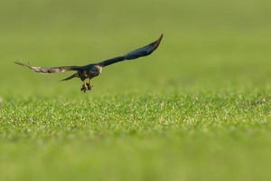 een buizerd vliegt over een groen veld foto