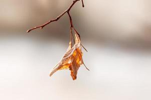 een tak met bruine herfstbladeren in het bos foto