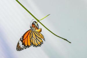 monarchvlinder op boom witte achtergrond foto