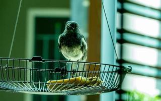 oosterse ekster robin eet een banaan voor het huis. foto