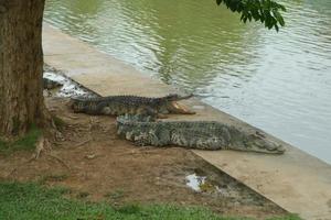 2 van krokodil op de boerderij van thailand. foto