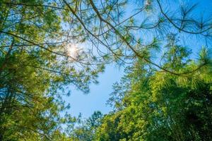 zonlicht in het dennenbos in de herfst foto