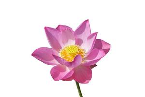 roze lotusbloem geïsoleerd op witte achtergrond foto