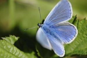 blauwe vlinder (lycaenidae familie) in zonlicht.