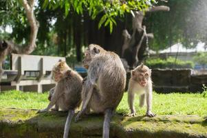 familie van apen in bospark