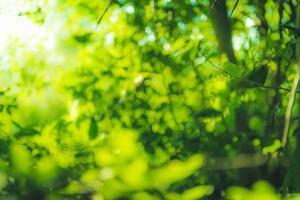 mooi natuurlijk groen blad en abstract vervagen bokeh lichte achtergrond foto