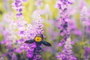 timmermansbij neergestreken op de prachtige bloemen in de natuur foto