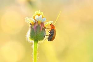 pompoenkever bug zat op de mooie bloem foto