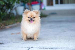 schattige puppy Pommeren gemengd ras pekingese hond met geluk foto