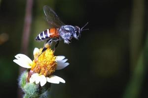 een bij die naar de mooie bloem vliegt foto