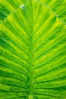 close-up mooie natuurlijke groene blad llight achtergrond foto