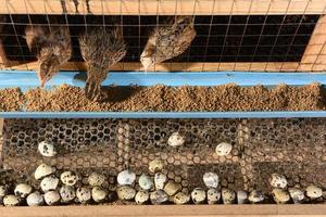 kwartels en eieren in een kooi op een boerderij foto