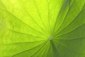 close-up van een lotus groen blad mooie textuur background foto