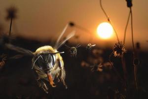 timmermansbijen die 's avonds voor de schemering met zonsondergang op de achtergrond vliegen foto