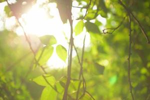 mooi natuurlijk groen blad en abstract vervagen bokeh lichte achtergrond foto