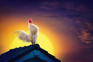 witte haan kippenhaan kraaiend op het dak en prachtige zonsopganghemel met vroege ochtendconcept foto