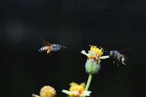 een bij die naar de mooie bloem vliegt foto