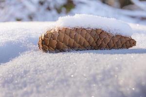 een bruine kegel in de winter met sneeuw foto