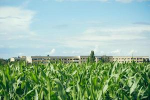 veld met jonge maïs- of maïsplanten foto