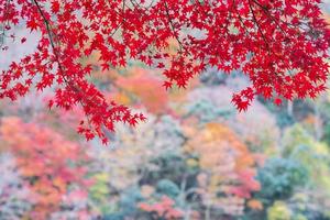 rode esdoornbladeren in de tuin met kopieerruimte voor tekst, natuurlijke kleurrijke achtergrond voor het herfstseizoen en levendig vallend gebladerteconcept foto