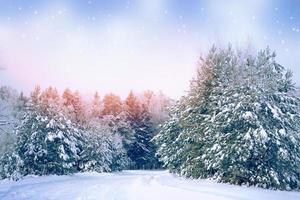 bevroren winterbos met besneeuwde bomen. foto