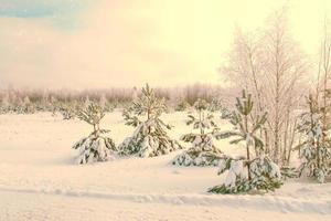 bevroren winterbos met besneeuwde bomen. foto