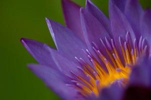 paarse lotusbloem foto