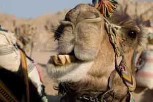 kameel portret foto