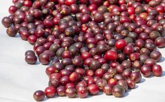 rode biologische arabica koffiekers drogen in een natuurlijk proces onder het zonlicht in een koffieboerderij in het noorden van thailand foto