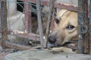 droevige bruine thaise hond die de ongelukkige uit zijn oog laat zien. het is in de oude kooi. foto