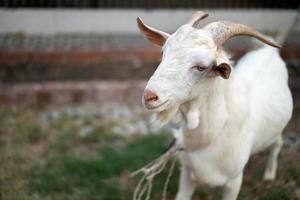 close-up tot het hoofd van de witte geit op het grasveld. foto