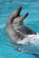 lachend dolfijn portret foto
