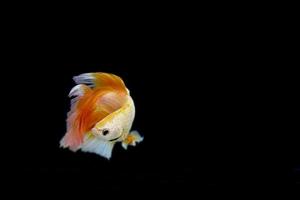 halve maan betta vis met donkere achtergrond. siamese kempvissen gouden kleur prachtig. foto