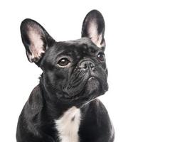 Franse bulldog portret foto