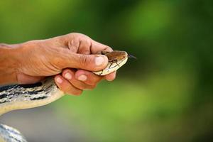 het met de hand vangen van uitgestraalde rattenslangen. foto