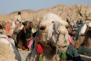 kameel portret foto