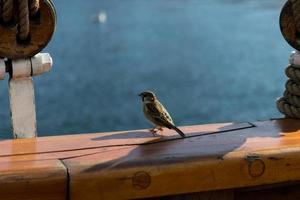 vogel op de boot