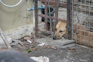 droevige bruine thaise hond die de ongelukkige uit zijn oog laat zien. het is in de oude kooi. foto