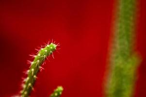 cactus- close-up
